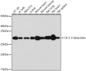 14-3-3-beta/zeta Rabbit mAb (A9156)
