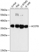 ACOT8 Rabbit pAb (A13067)