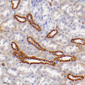 Anti -Acyl-CoA Thioesterase 9 Rabbit pAb