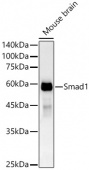 [KO Validated] Smad1 Rabbit mAb (A19113)