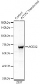 ACOX2 Rabbit pAb (A12796)