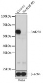 [KO Validated] Rad23B Rabbit pAb (A20000)