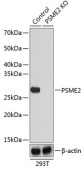 [KO Validated] PSME2 Rabbit pAb (A19864)