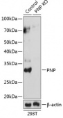 [KO Validated] PNP Rabbit pAb (A19885)