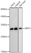 [KO Validated] SIRT3 Rabbit mAb (A20805)