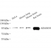 Anti -ADAM10 Rabbit pAb