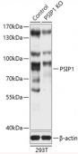 [KO Validated] PSIP1 Rabbit pAb (A18037)
