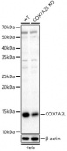 [KD Validated] COX7A2L Rabbit pAb (A23681)