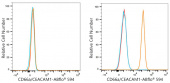 ABflo® 594 Rabbit anti-Human CD66a/CEACAM1 mAb (A24385)