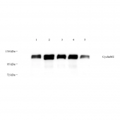 Anti - CNNM2 Rabbit pAb