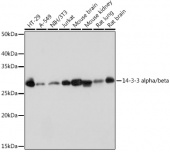 14-3-3 alpha/beta Rabbit mAb (A9151)