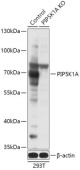 [KO Validated] PIP5K1A Rabbit pAb (A18025)