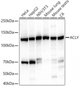 ACLY Rabbit mAb (A22273)