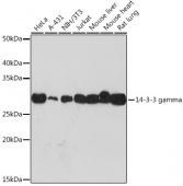 14-3-3 gamma Rabbit mAb (A9162)