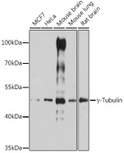 γ-Tubulin Rabbit pAb (A14554)