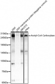 Acetyl-CoA Carboxylase Rabbit mAb (A23129)