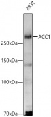 ACC1 Rabbit pAb (A21752)