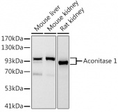 Aconitase 1 (ACO1) Rabbit mAb (A4821)