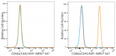 ABflo® 647 Rabbit anti-Human CD66a/CEACAM1 mAb (A24384)