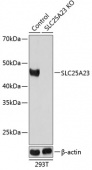 [KO Validated] SLC25A23 Rabbit pAb (A19877)