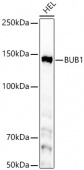 [KD Validated] BUB1 Rabbit mAb (A23198)