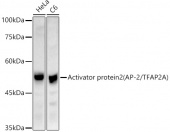 Activator protein 2 (AP-2/TFAP2A) Rabbit pAb (A21727)