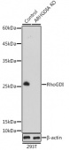 [KO Validated] RhoGDI Rabbit pAb (A13468)
