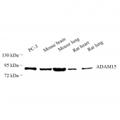 Anti -ADAM15 Rabbit pAb