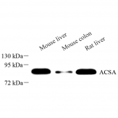 Anti -ACSS2 Rabbit pAb