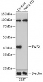 [KO Validated] TWF2 Rabbit pAb (A19898)