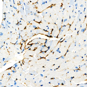 Anti –CD34 Rabbit pAb