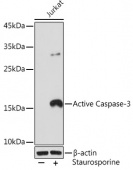 Active Caspase-3 Rabbit mAb (A11021)