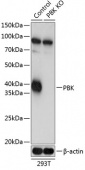 [KO Validated] SPK Rabbit pAb (A19947)
