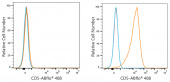ABflo® 488 Rabbit anti-Mouse CD5 mAb (A23971)