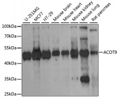 ACOT9 Rabbit pAb (A15416)