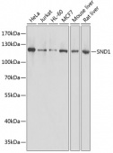 [KO Validated] SND1 Rabbit pAb (A13415)