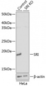 [KO Validated] SRI Rabbit pAb (A19921)