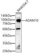 ADAM10 Rabbit pAb (A10438)