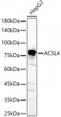 ACSL4 Rabbit pAb (A6826)