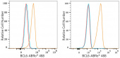 ABflo® 488 Rabbit anti-Human/Mouse BCL6 mAb (A23847)