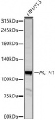 ACTN1 Rabbit pAb (A1160)