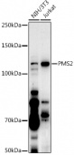 [KO Validated] PMS2 Rabbit pAb (A13680)