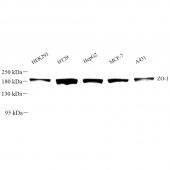Anti - ZO1 tight junction protein Rabbit pAb