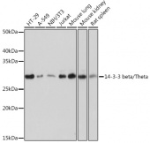 14-3-3 beta/zeta Rabbit mAb (A9152)