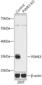 [KO Validated] PSME3 Rabbit pAb (A18021)