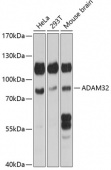 ADAM32 Rabbit pAb (A14977)