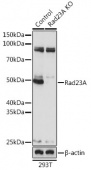 [KO Validated] Rad23A Rabbit pAb (A19884)