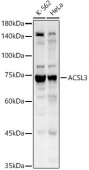 ACSL3 Rabbit pAb (A11679)