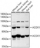ACOX1 Rabbit pAb (A8091)