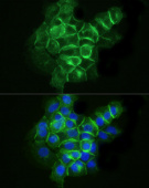 ABflo® 488 Rabbit anti-Human CD142 mAb (A22492)